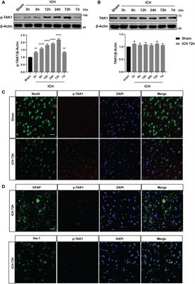 TAK1 inhibition mitigates intracerebral hemorrhage-induced brain injury through reduction of oxidative stress and neuronal pyroptosis via the NRF2 signaling pathway